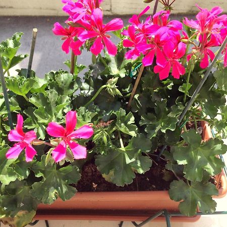 Hotel Villa Cinzia Villanova Mondovì Værelse billede