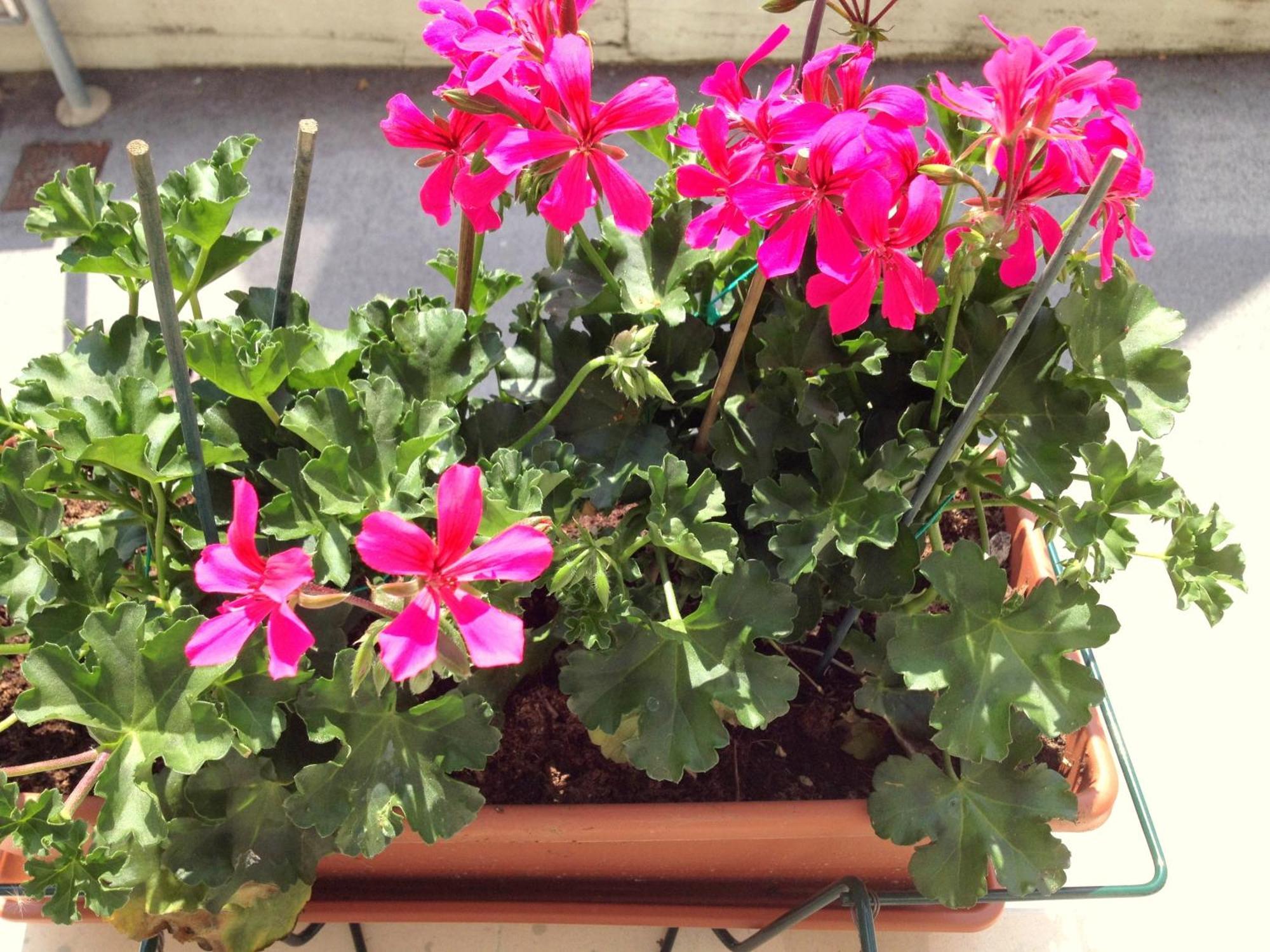 Hotel Villa Cinzia Villanova Mondovì Værelse billede